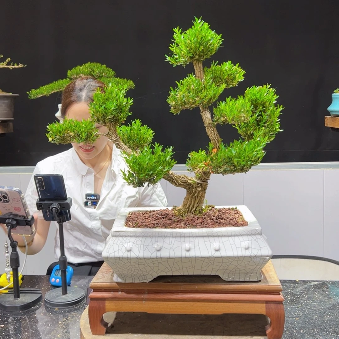 四季常青老桩黄杨盆景