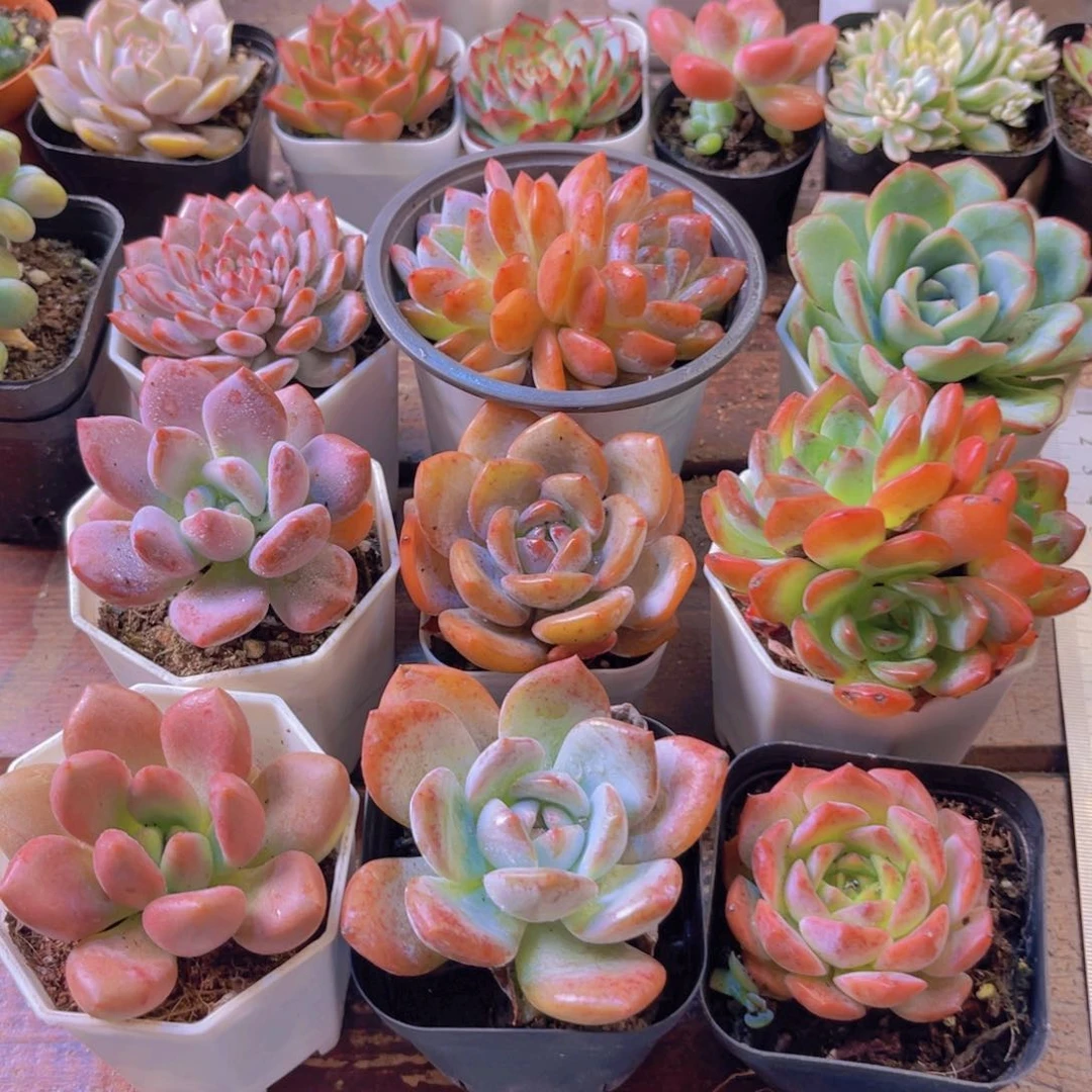 星星橙 梦影 泡芙 奥普 白茶 全明星 桃花源 雪橙 粉恋