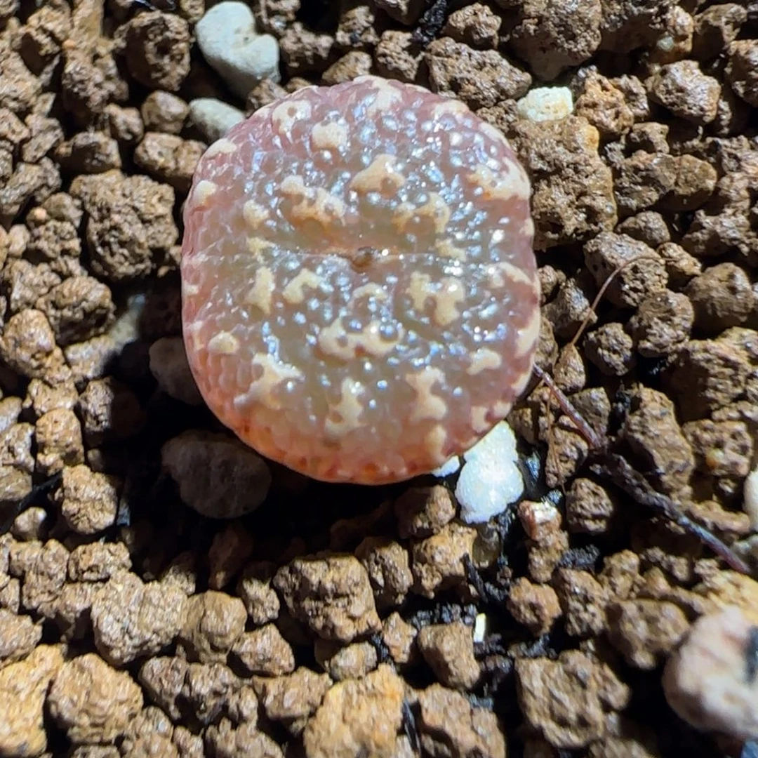 肉锥多肉植物组合-超级泡泡勋1367