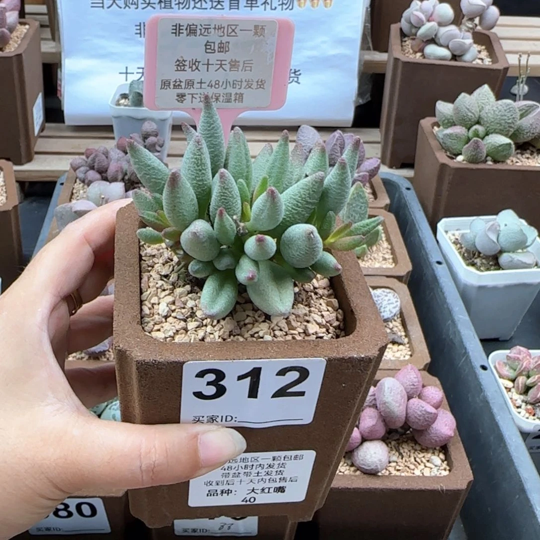 312大红嘴微瑕多肉植物