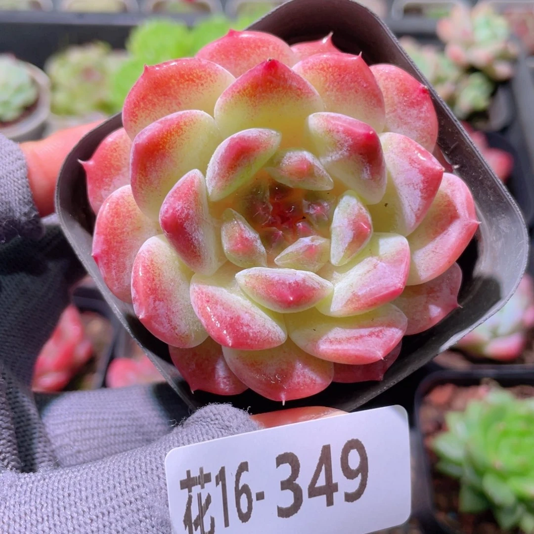 花利美16-349秘境冰魄