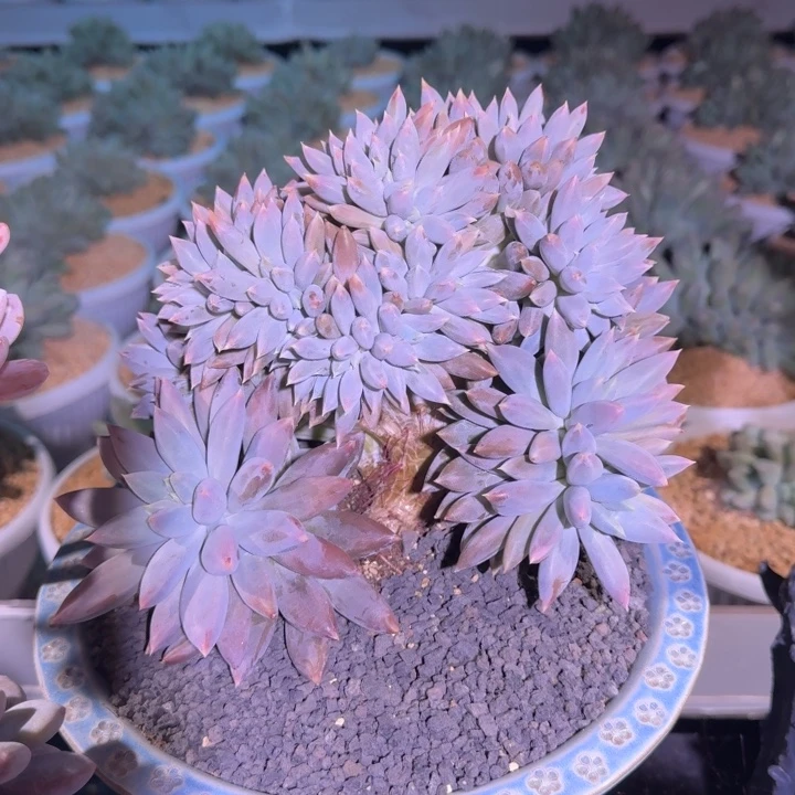 焦糖体 哥特 缀化 一物一拍