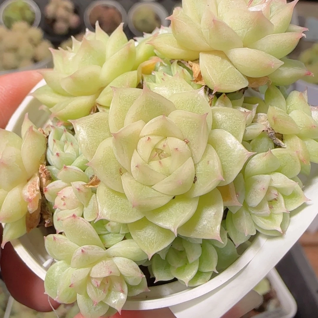 花语逸镜1107-121散