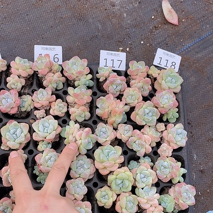 116-118 多肉植物盆栽花卉