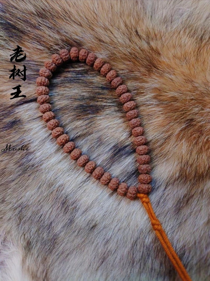 （烛合）S级 纯血 勿里达 老树王