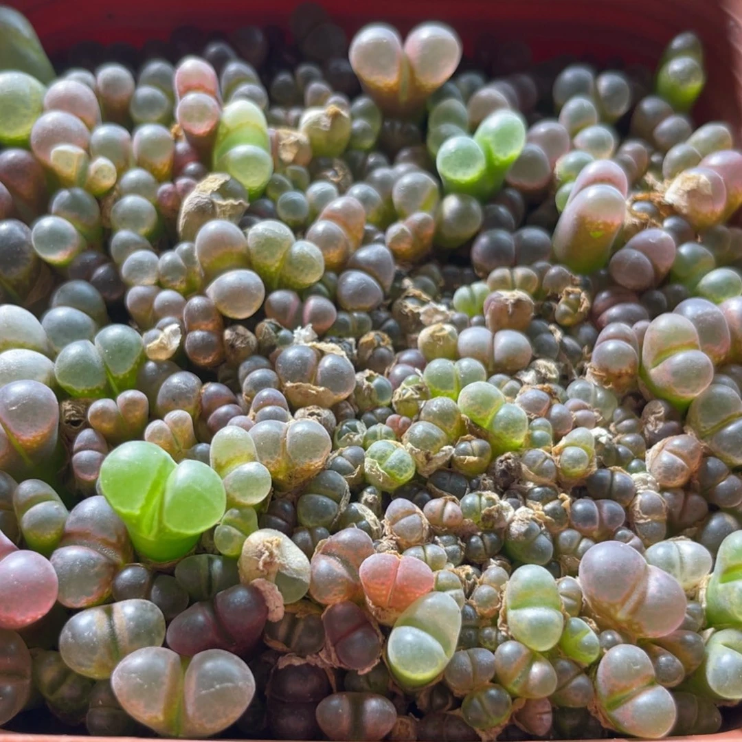 一物一拍五彩风铃～10