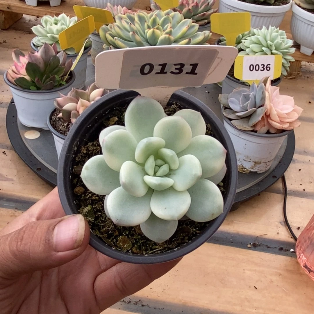 0131香水哈哈哈哈哈