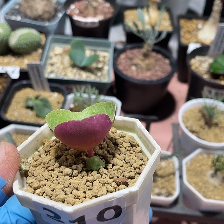 310小雨伞块根植物