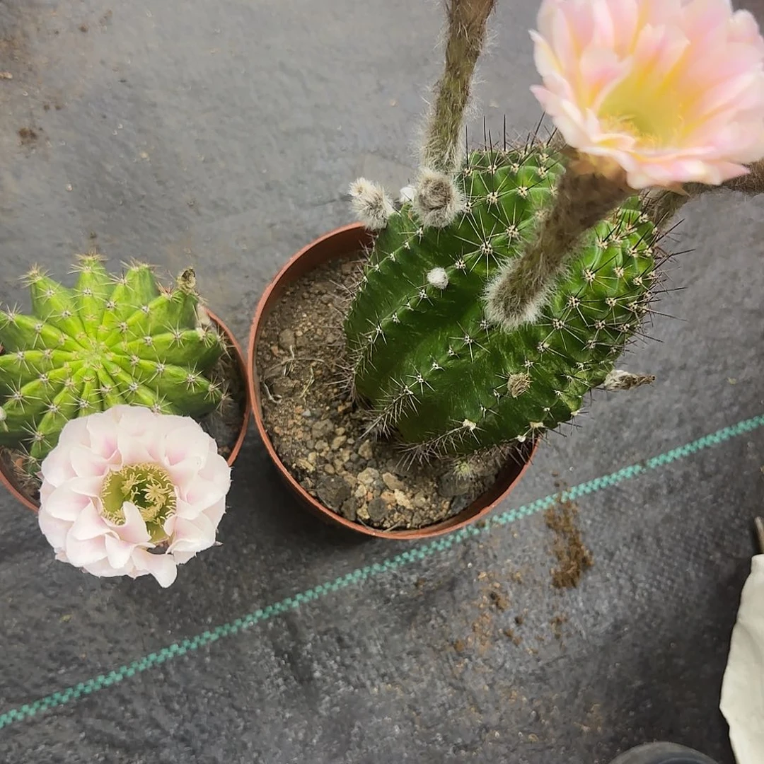 花*多彩草仙人球一物一拍