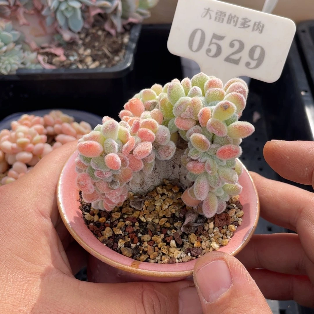 0529雪晃星不带盆7厘米