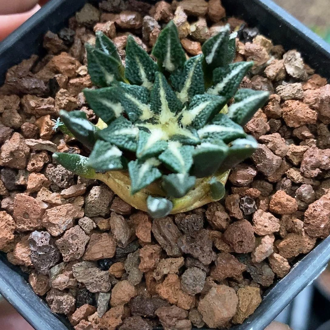 孤品实生完美品相大尤满颗粒黑牡丹仙人球