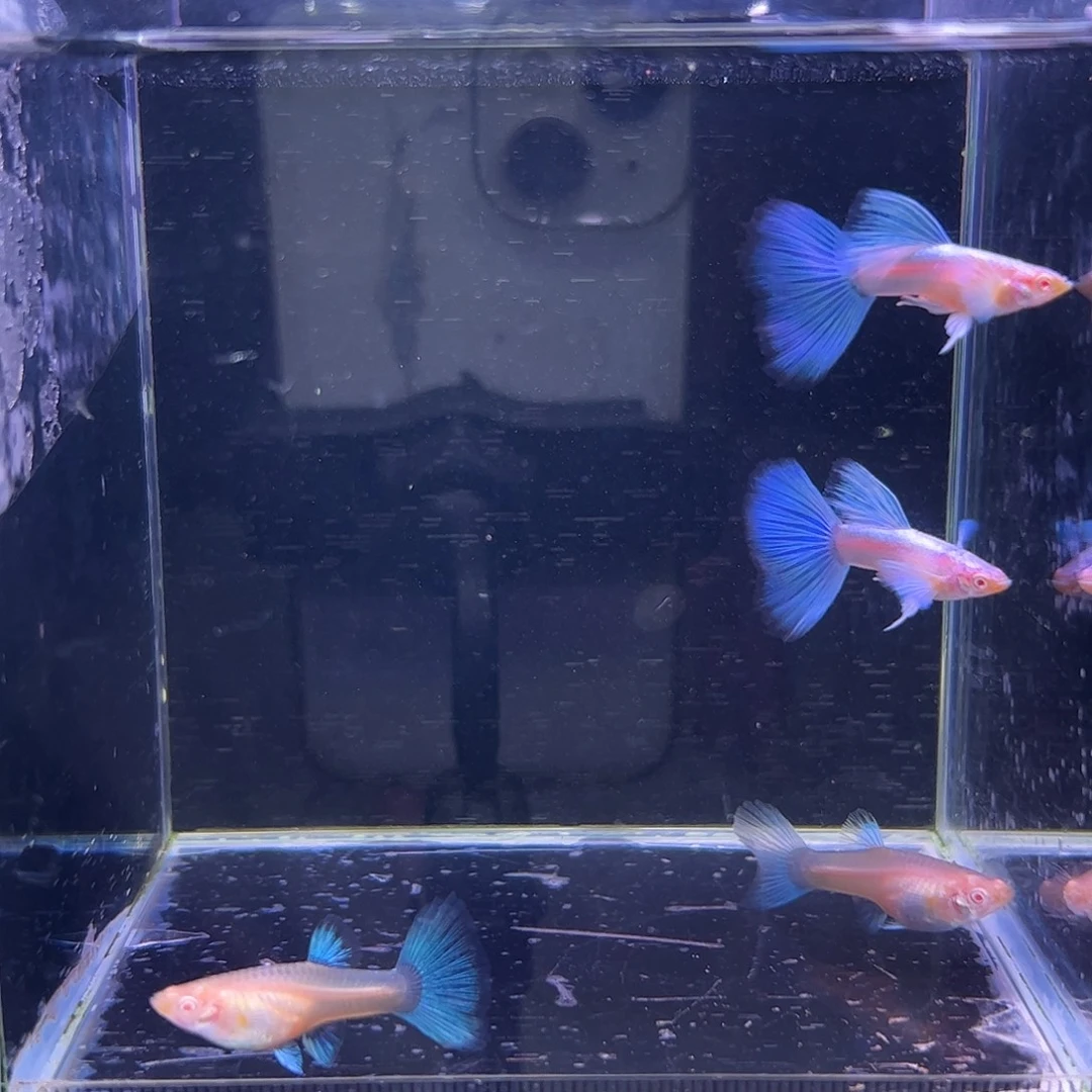 孔雀鱼蓝白飞船2对