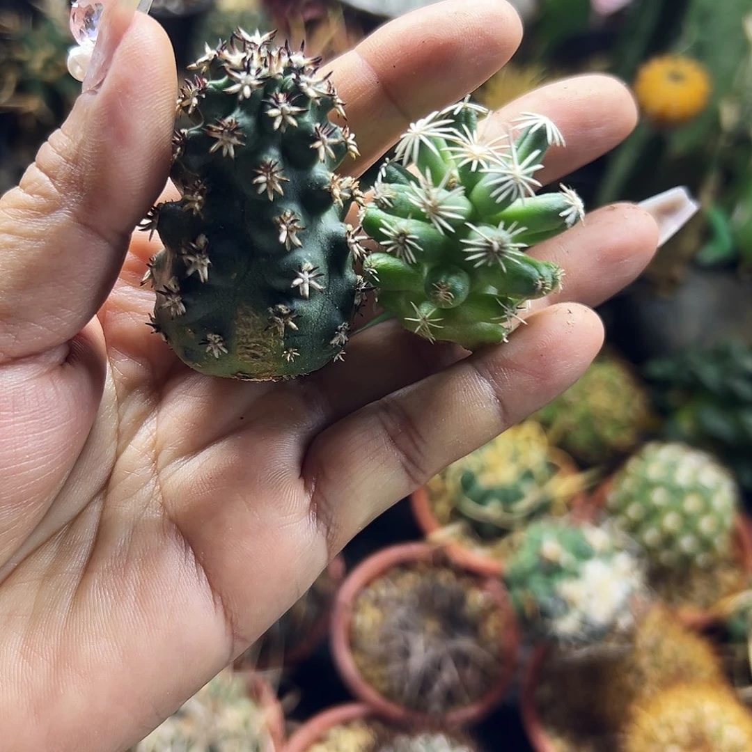 孤月加青花虾仙人球6666666666