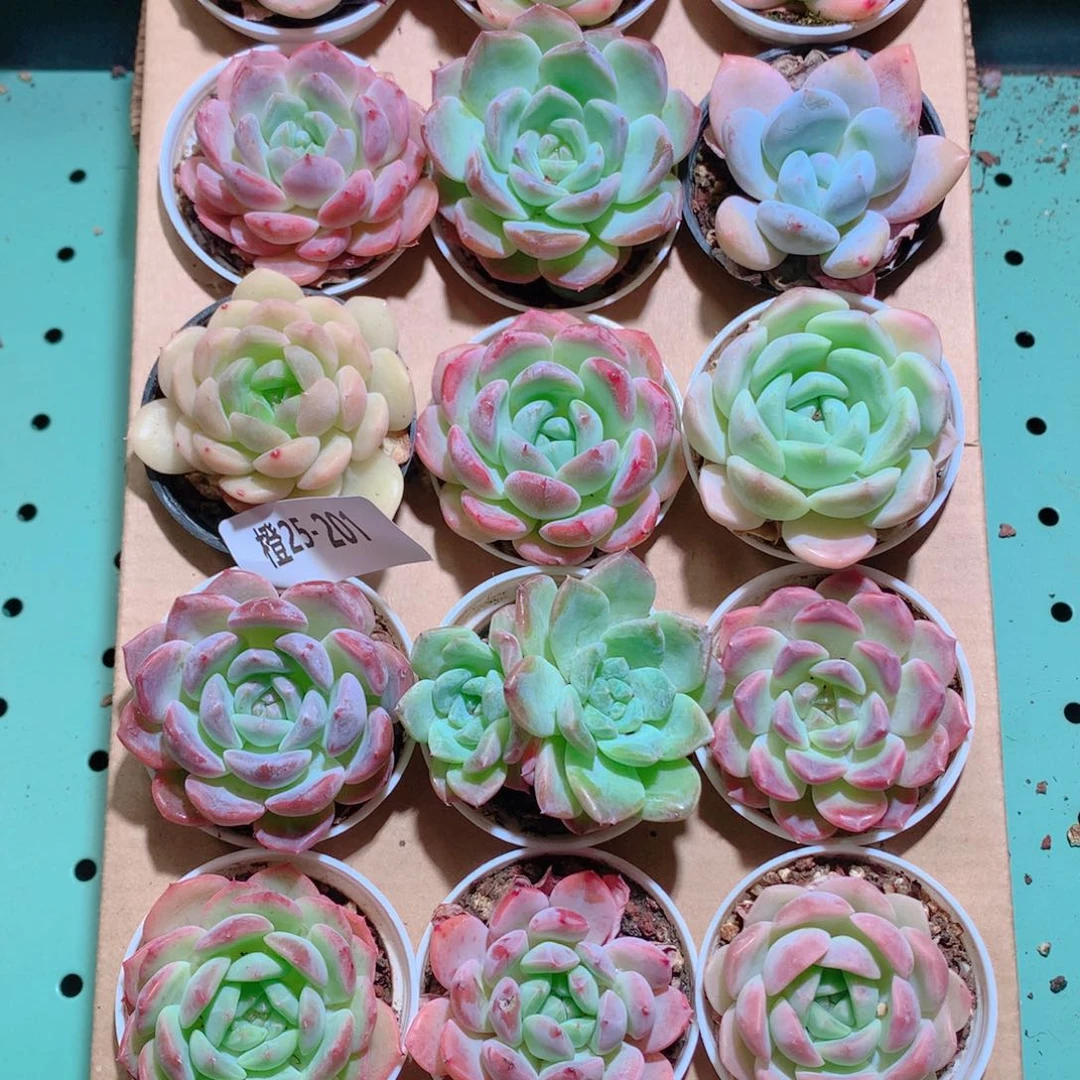 25-201一物一拍带盆18颗