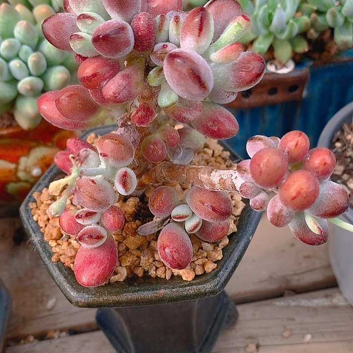 多肉植物群生福娘