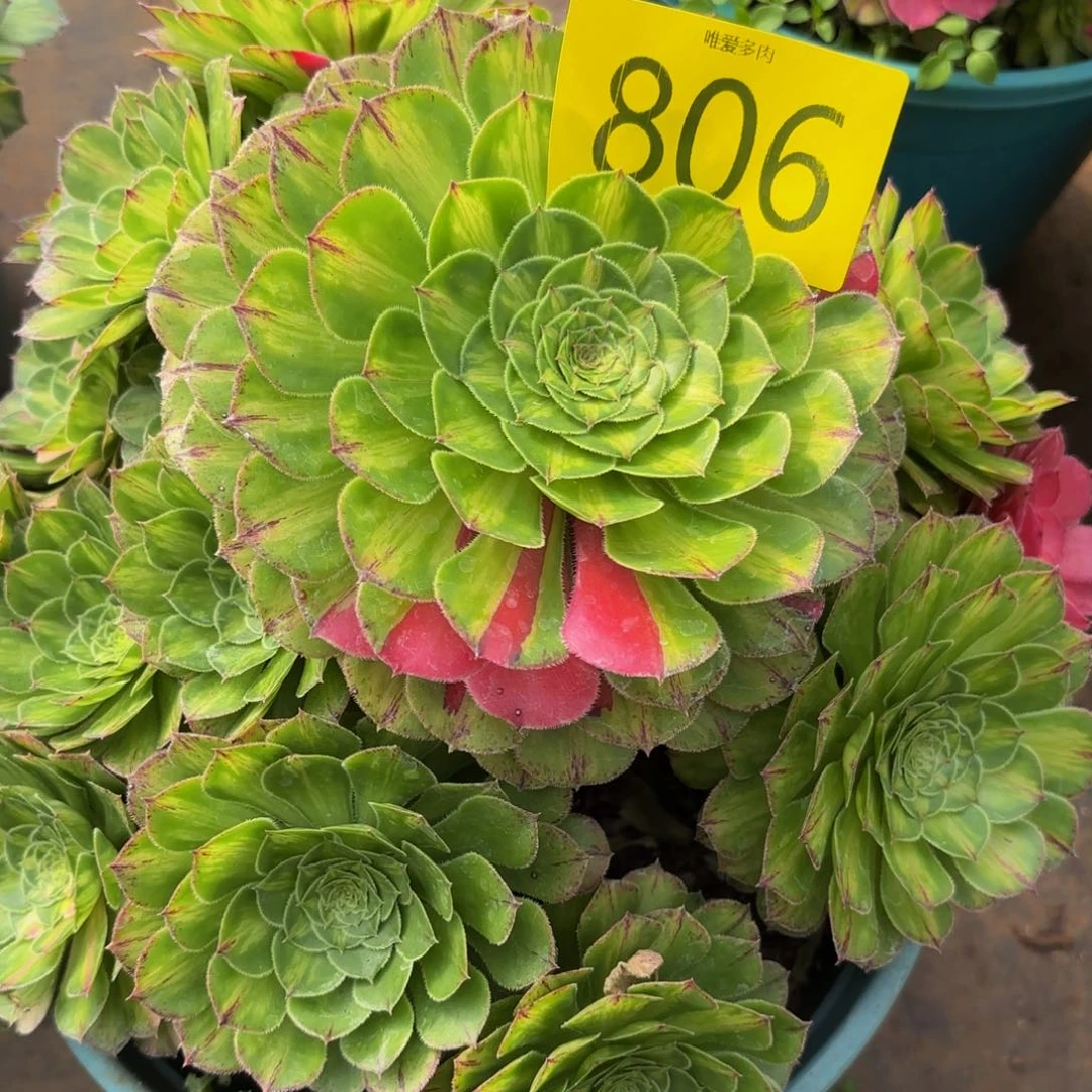 哈哈多肉植物知否806