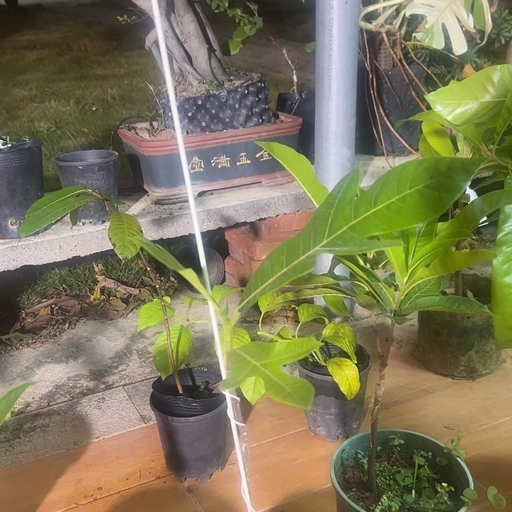 能***行马兰沙巴果实生苗