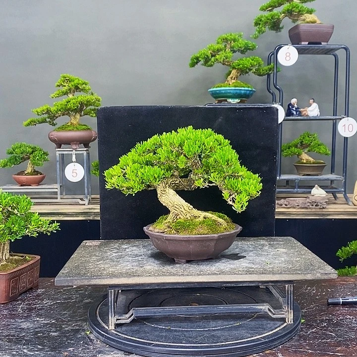 无花朵达****装黄杨盆景四季常青不落叶