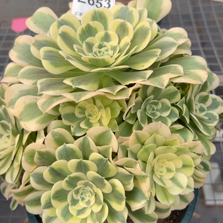 653绿豆沙20厘米左右