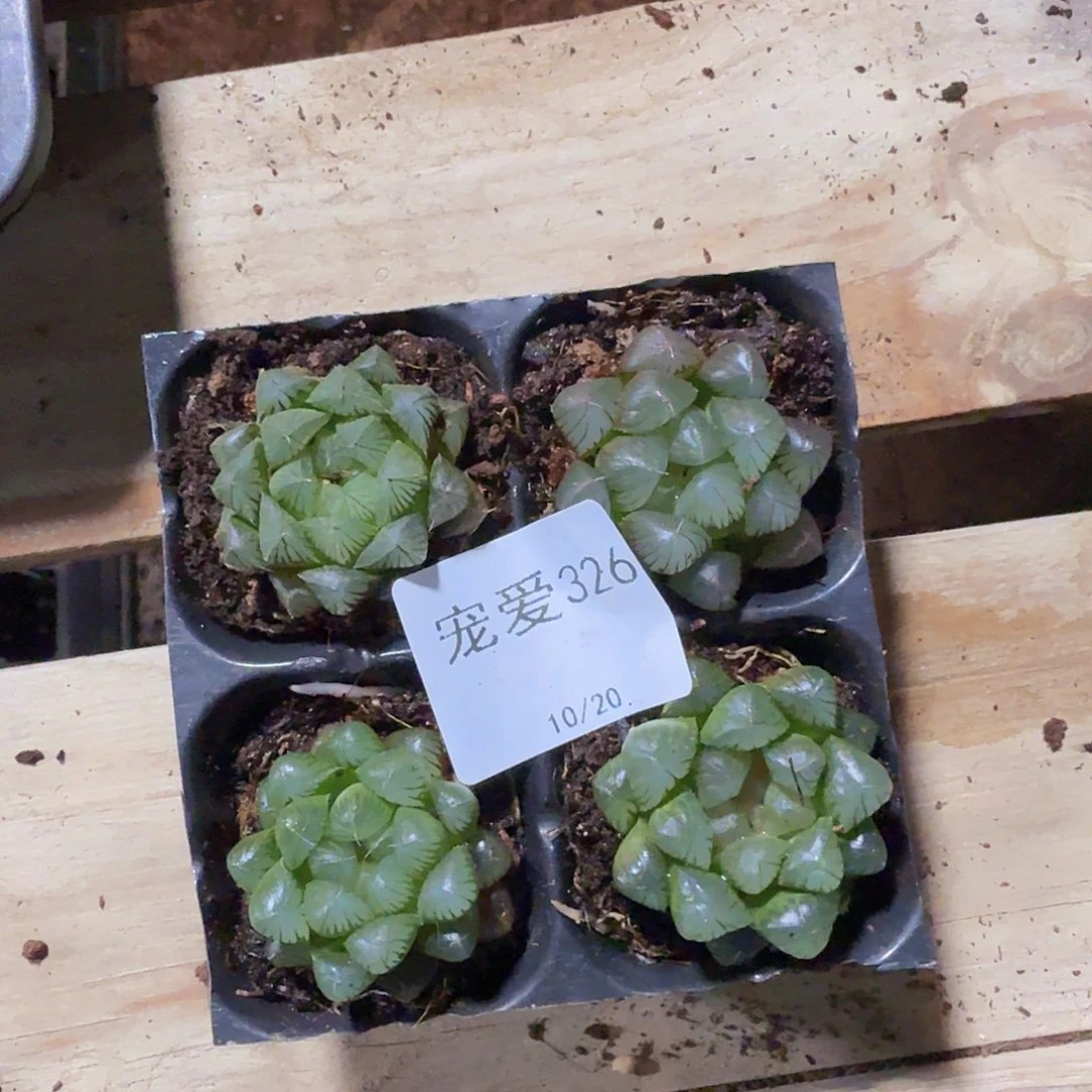 直播福利一物一拍326