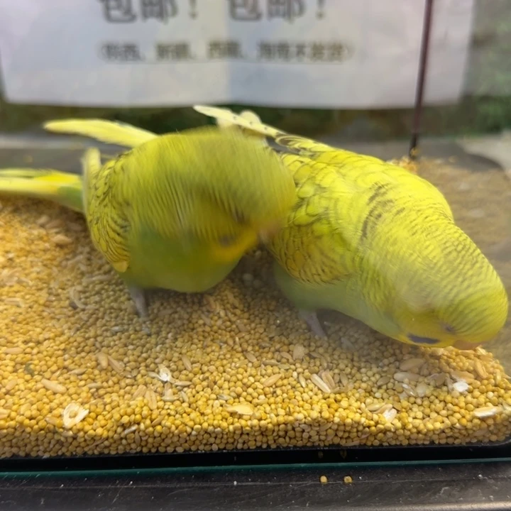 虎皮鹦鹉大头虎皮鹦鹉