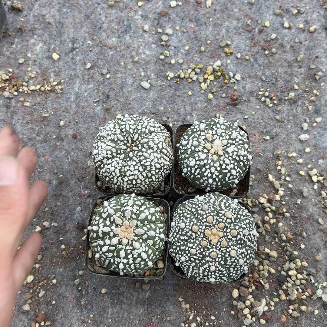 竞拍，脱土发，一物一拍