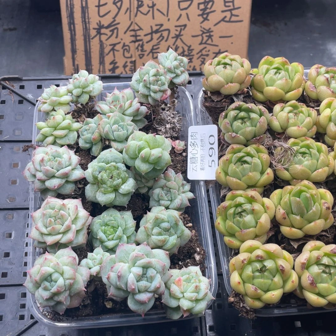 云糖心多肉植物590