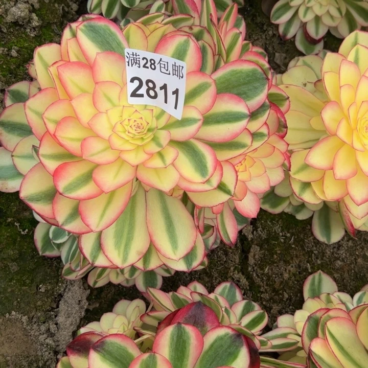 2811南倾城多肉植物