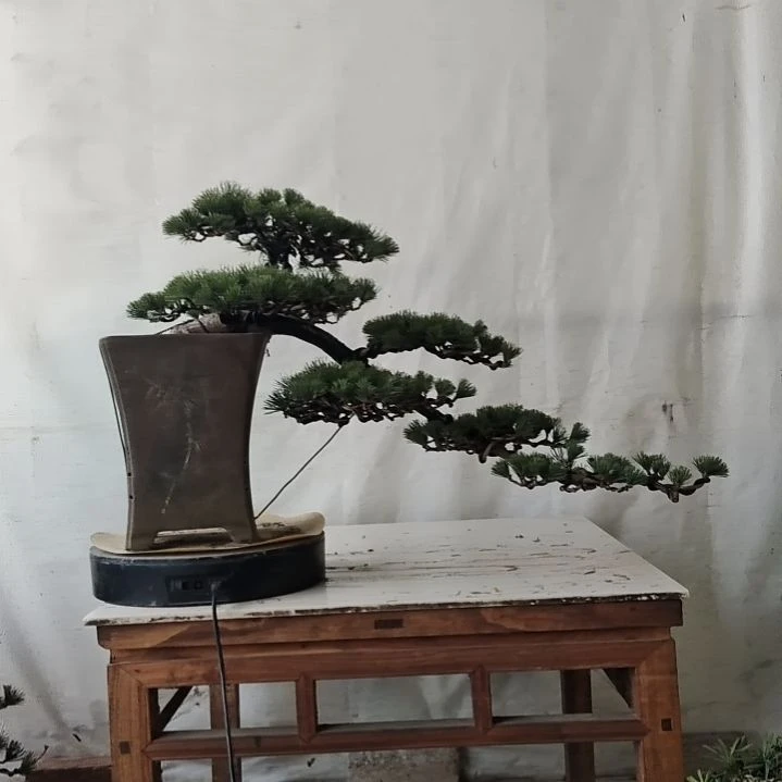 五针松老盆口老桩