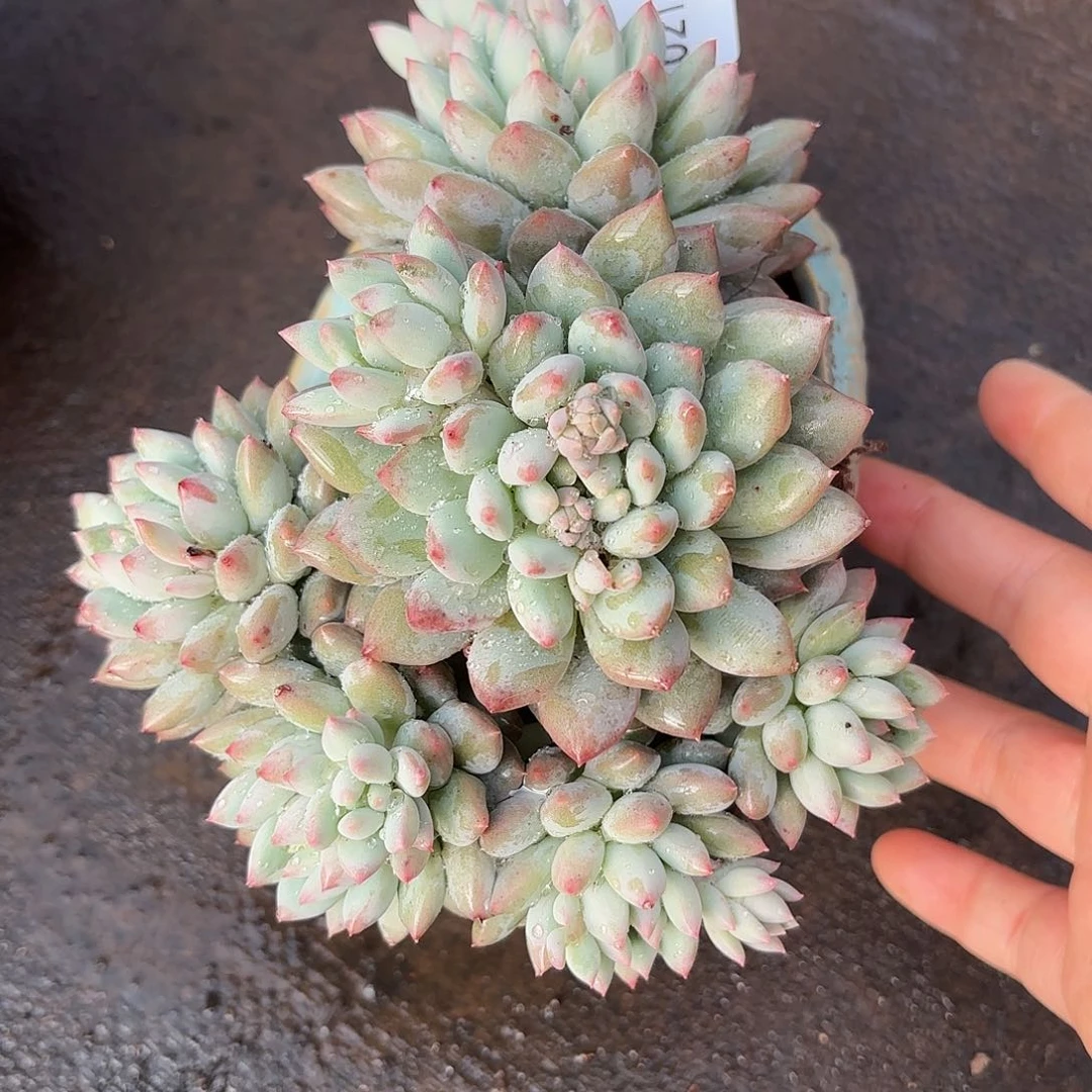 同温层多肉明珠美人36