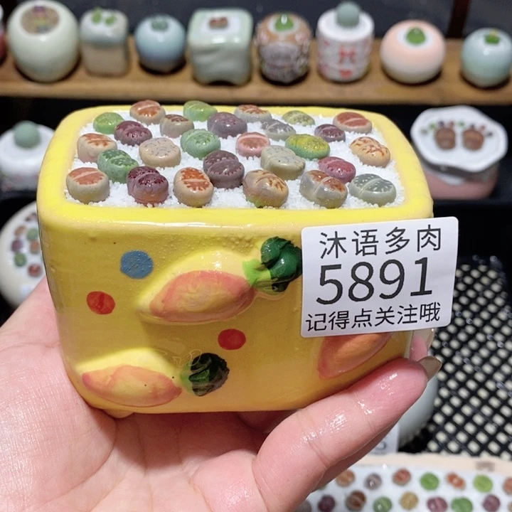 带盆土植物 一物一拍5891