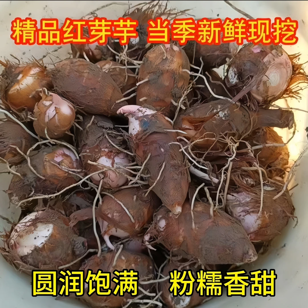 当季农产品江西正宗铅山精品红芽芋现挖现发自产自销饱满品质