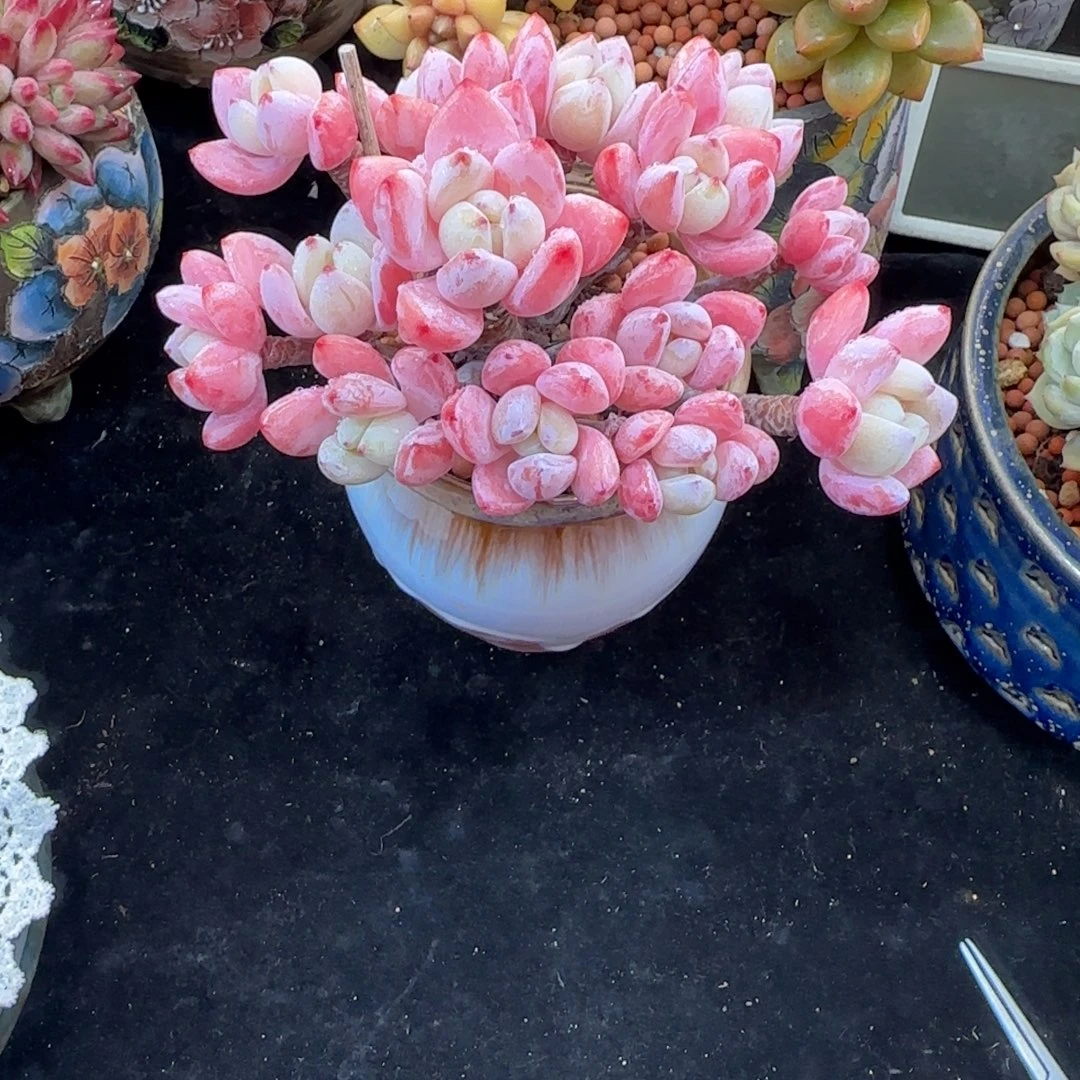 唯***我韩版冷香一颗一颗