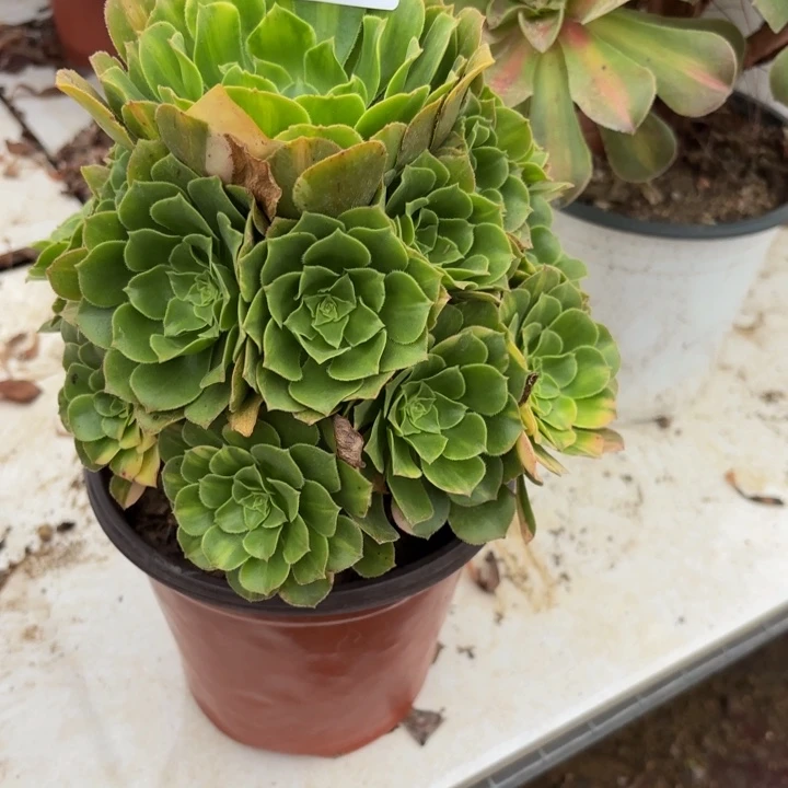 五彩琉璃阴阳多肉处理不包断头2079