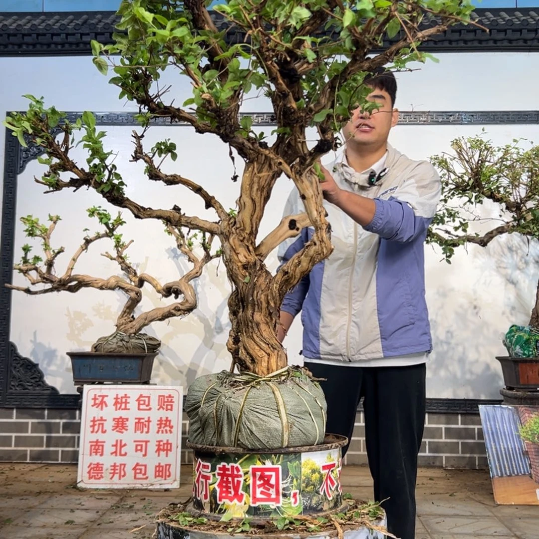 完全开放金银花开花39999888