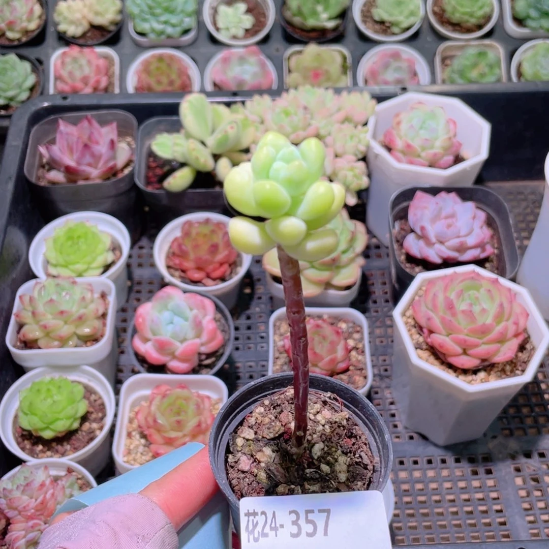 花利美24-357天使之泪