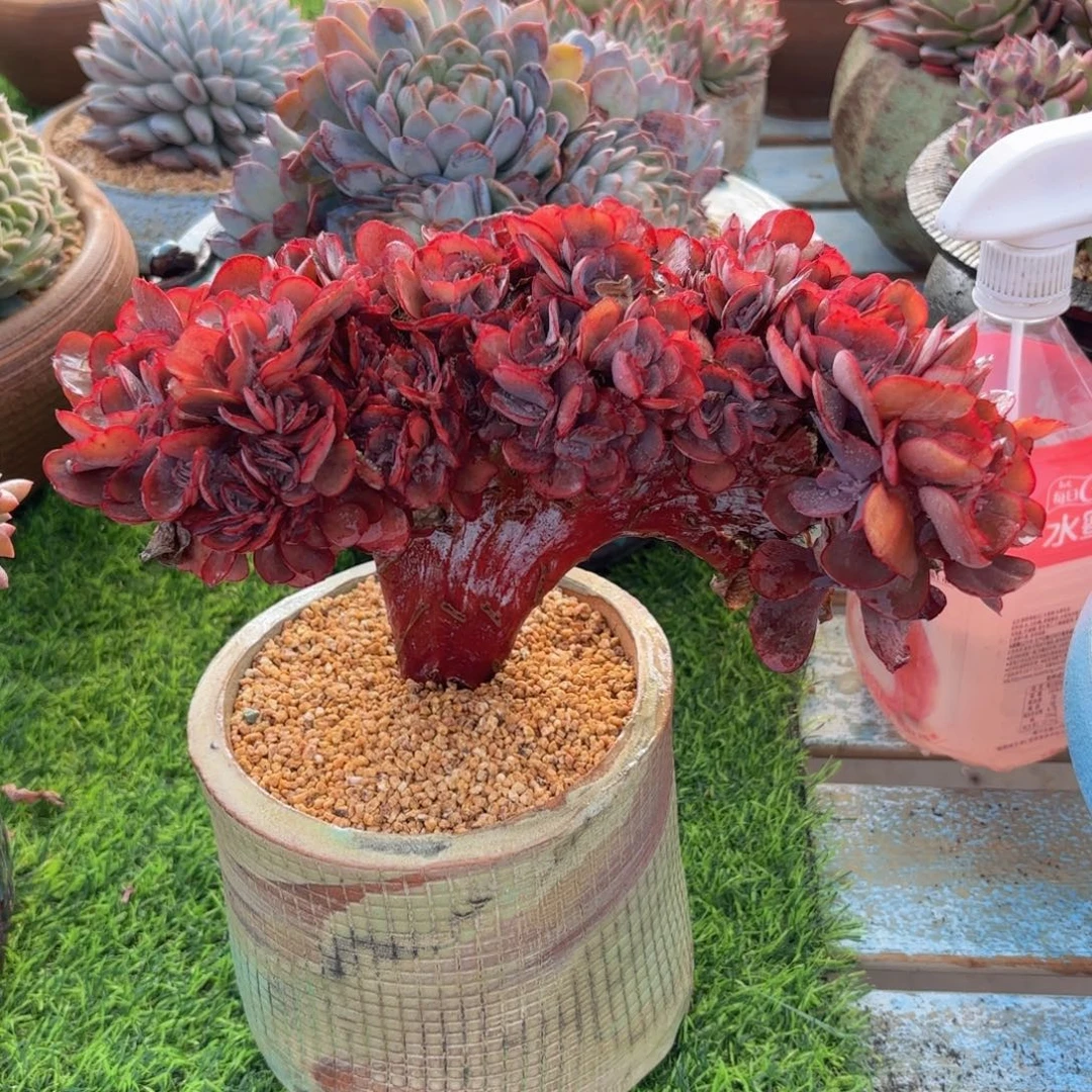 一物一拍，秀妍缀化