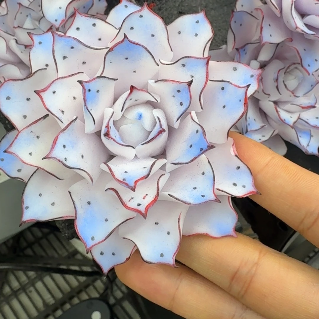 树脂779号哦哦哦哦哦哦哦