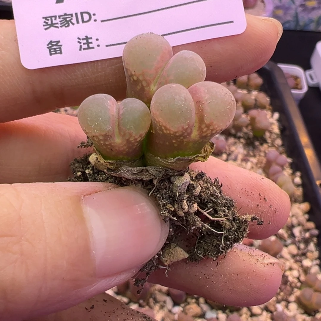 z***5157号福利特特特束