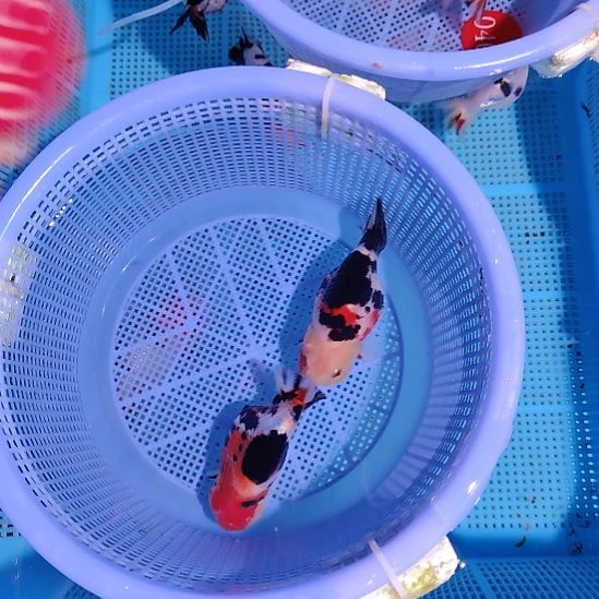 金鱼085兰寿两只特价顺丰包邮