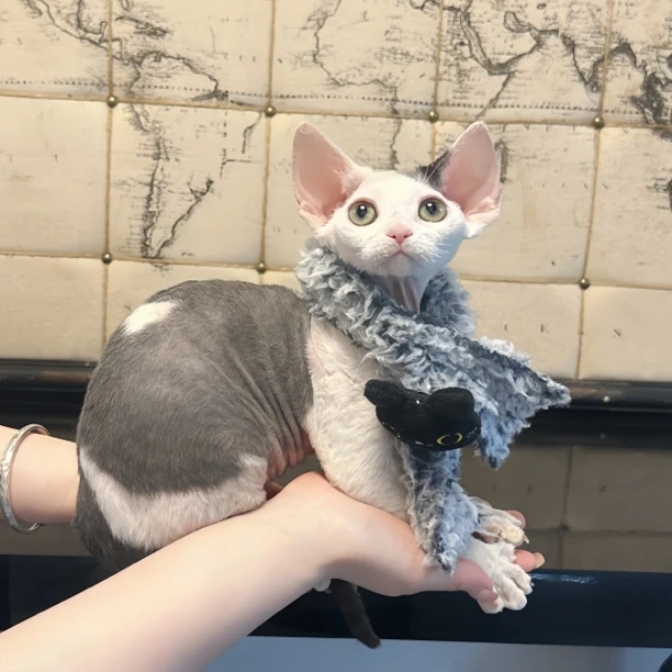 梵夏德文山猫梵花弟弟