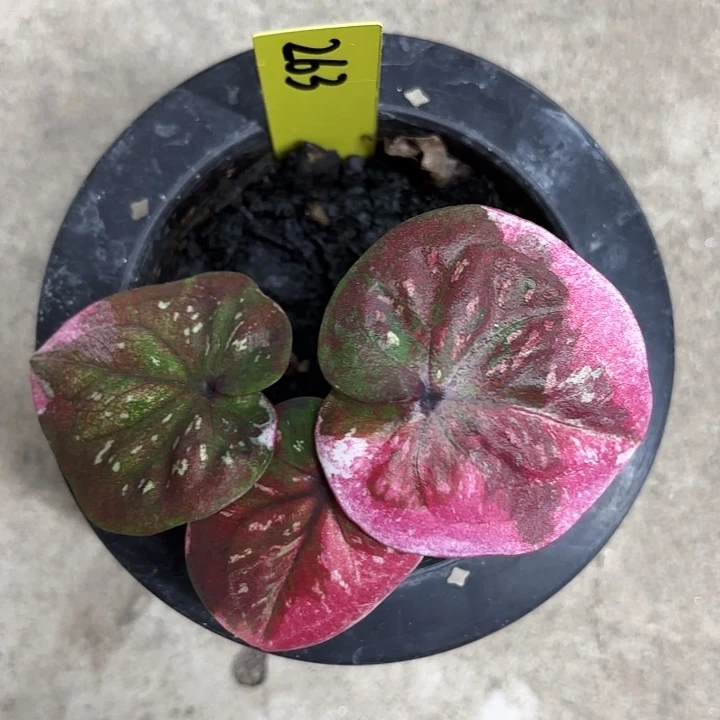 263-0709彩叶芋广东现货