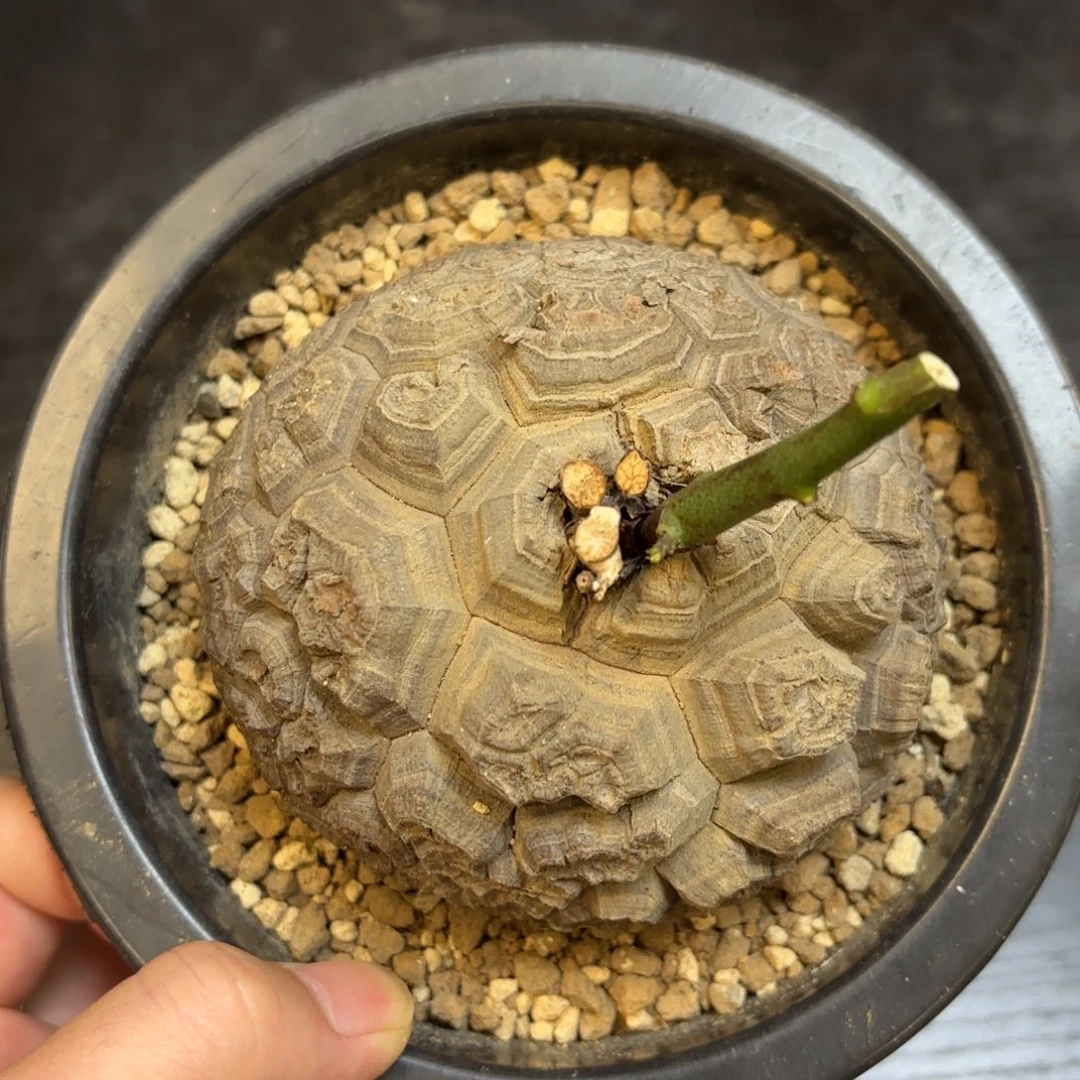 3号日系龟甲龙带盆包邮不退不换