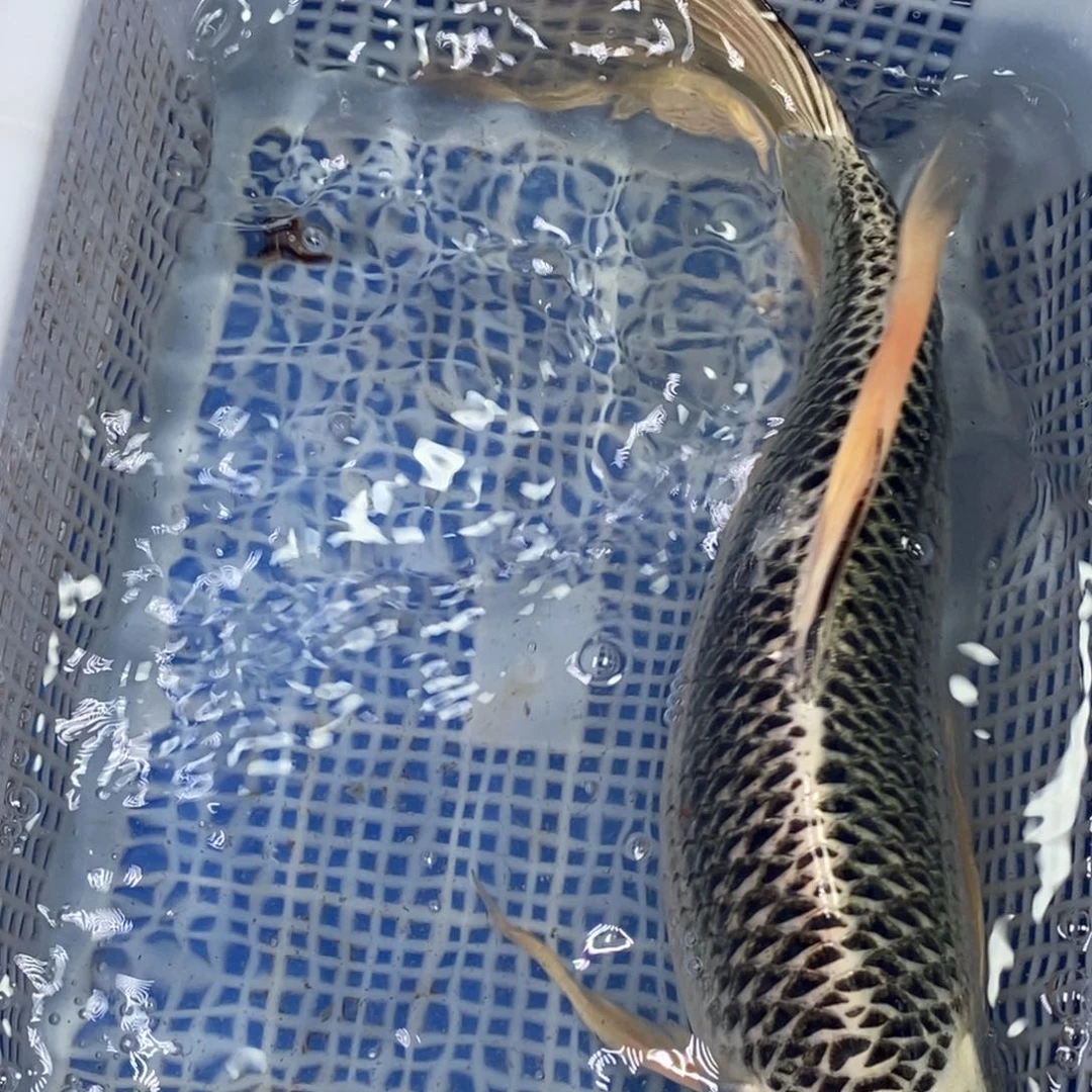 锦鲤冷水锦鲤包邮