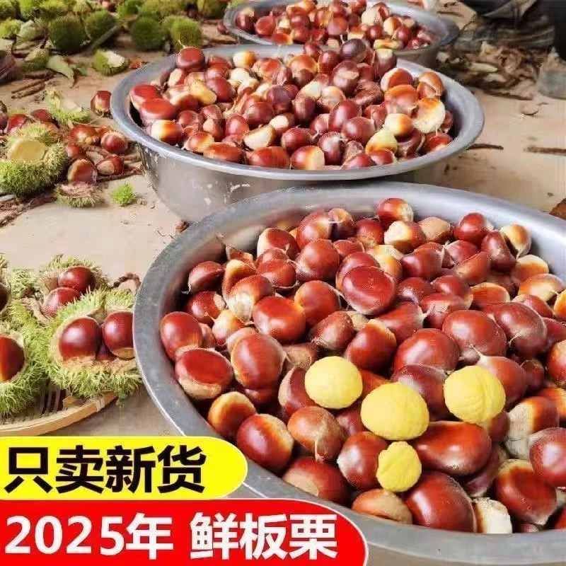 新鲜板栗生栗子甘甜清脆鲜香颗颗饱满