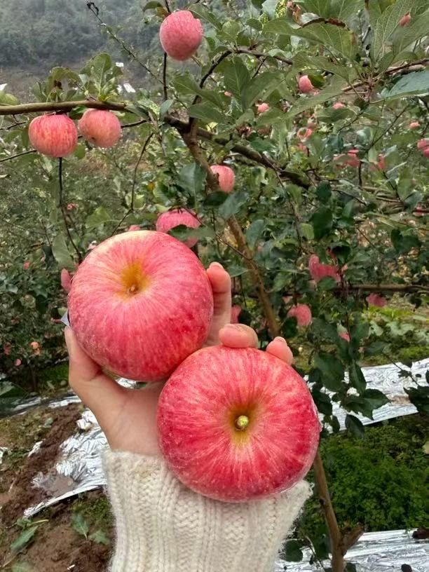 灵宝寺河山正宗冰糖心红富士苹果产地直发包邮当季新鲜脆甜多汁