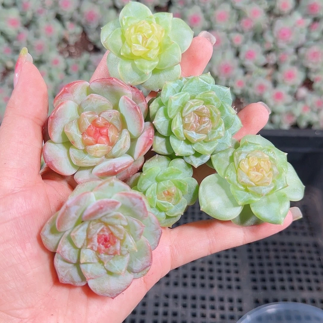 0922---153糖心珍妮
