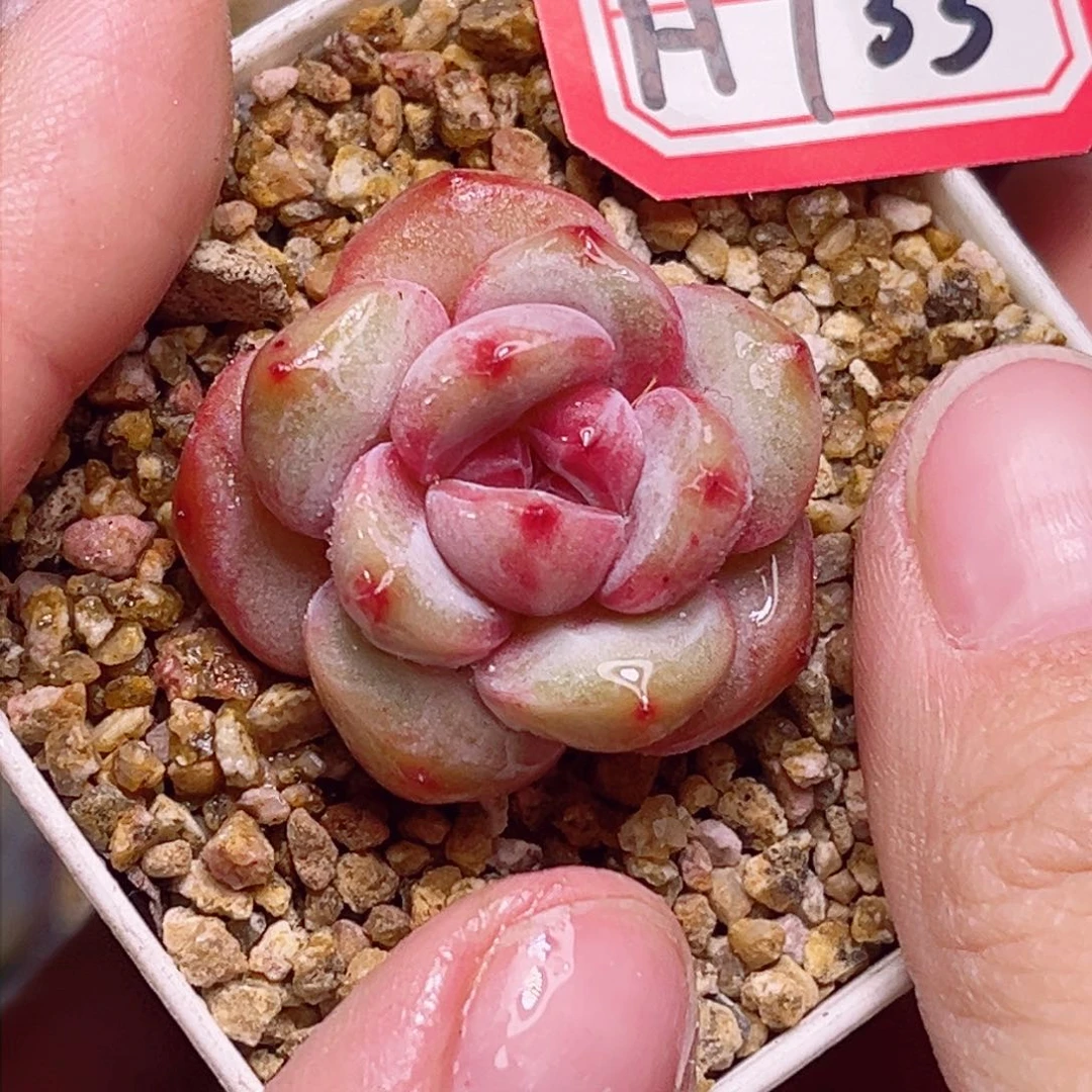 H733一物一拍 丸叶橙