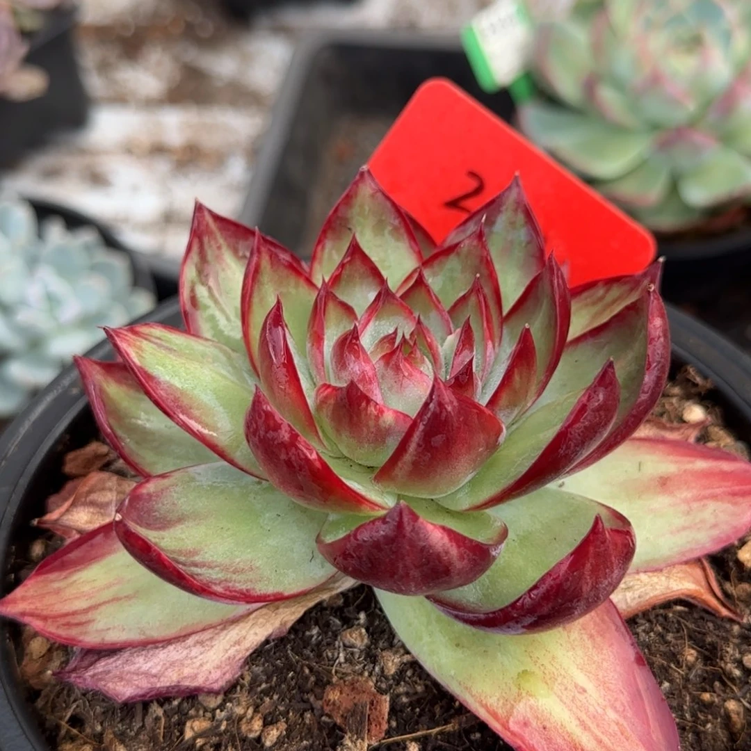 菊花惊鸿一物一拍包装收缩花旱270