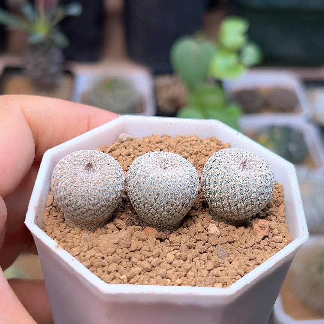 3颗月世界实生随机发，1.7-1.8CM